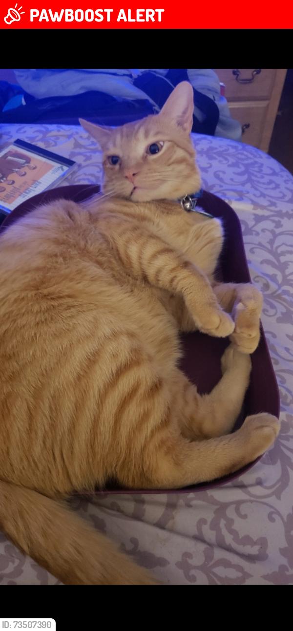 Lost Male Cat last seen Willard Norris Rd., between Pine Blossom and Anderson Ln., Santa Rosa County, FL 32570