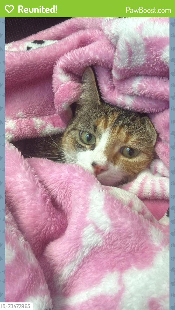 Reunited Female Cat last seen tisdale at lakeline, Austin, TX 78717