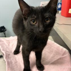 Shelter Stray Male Cat last seen , 1013 Garfield St, Oak Park, IL 60304, USA