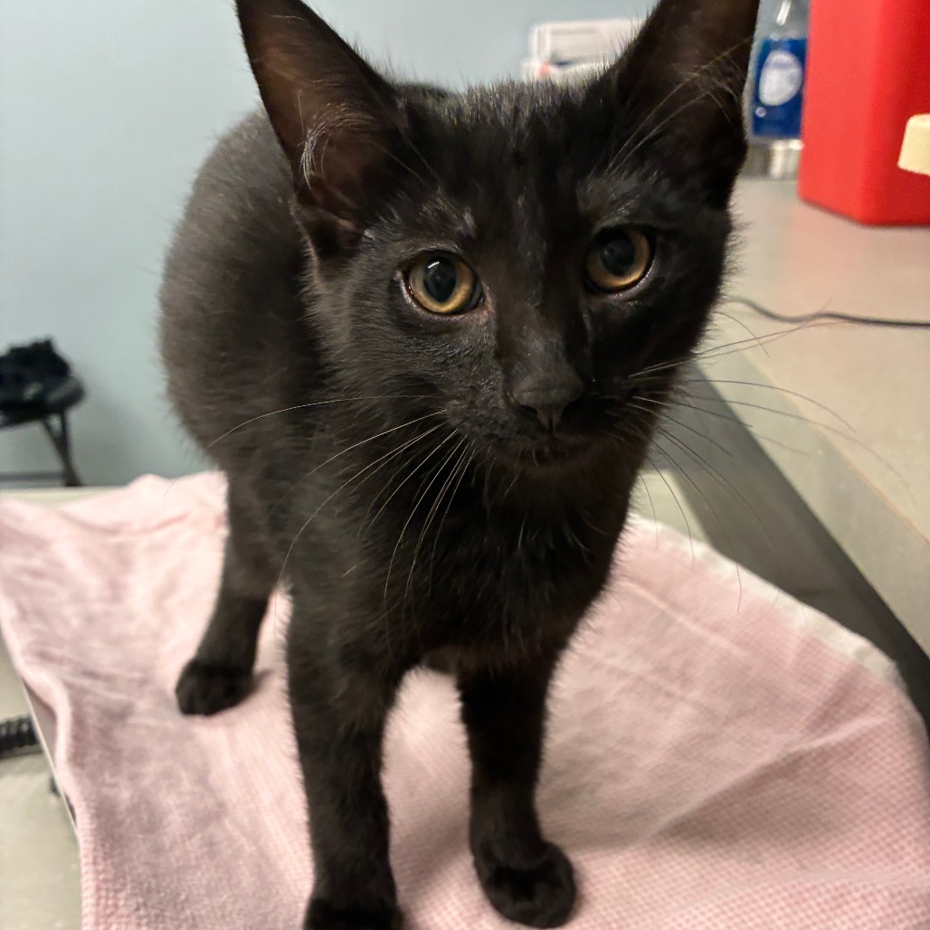 Shelter Stray Male Cat last seen , 1013 Garfield St, Oak Park, IL 60304, USA