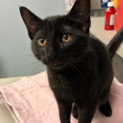 Shelter Stray Female Cat last seen , 1013 Garfield St, Oak Park, IL 60304, USA