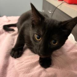 Shelter Stray Male Cat last seen , 1013 Garfield St, Oak Park, IL 60304, USA