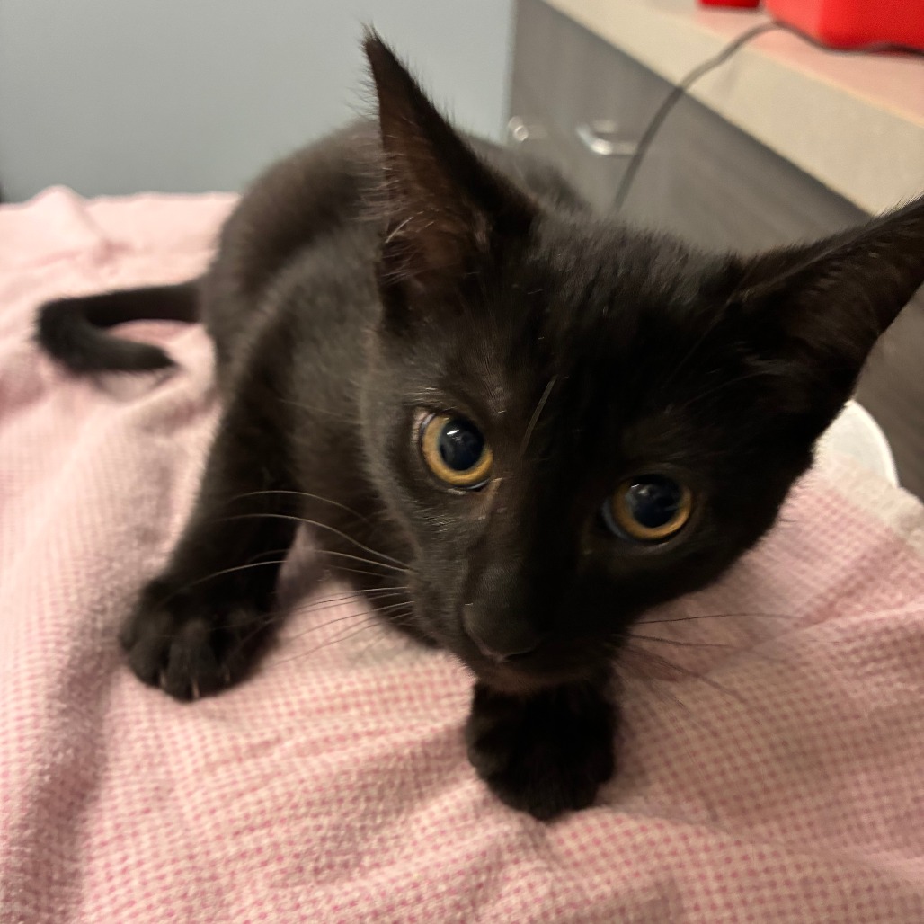 Shelter Stray Male Cat last seen , 1013 Garfield St, Oak Park, IL 60304, USA