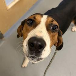 Shelter Stray Female Dog last seen , 14 Forever Friend Ln, Asheville, NC 28806, USA