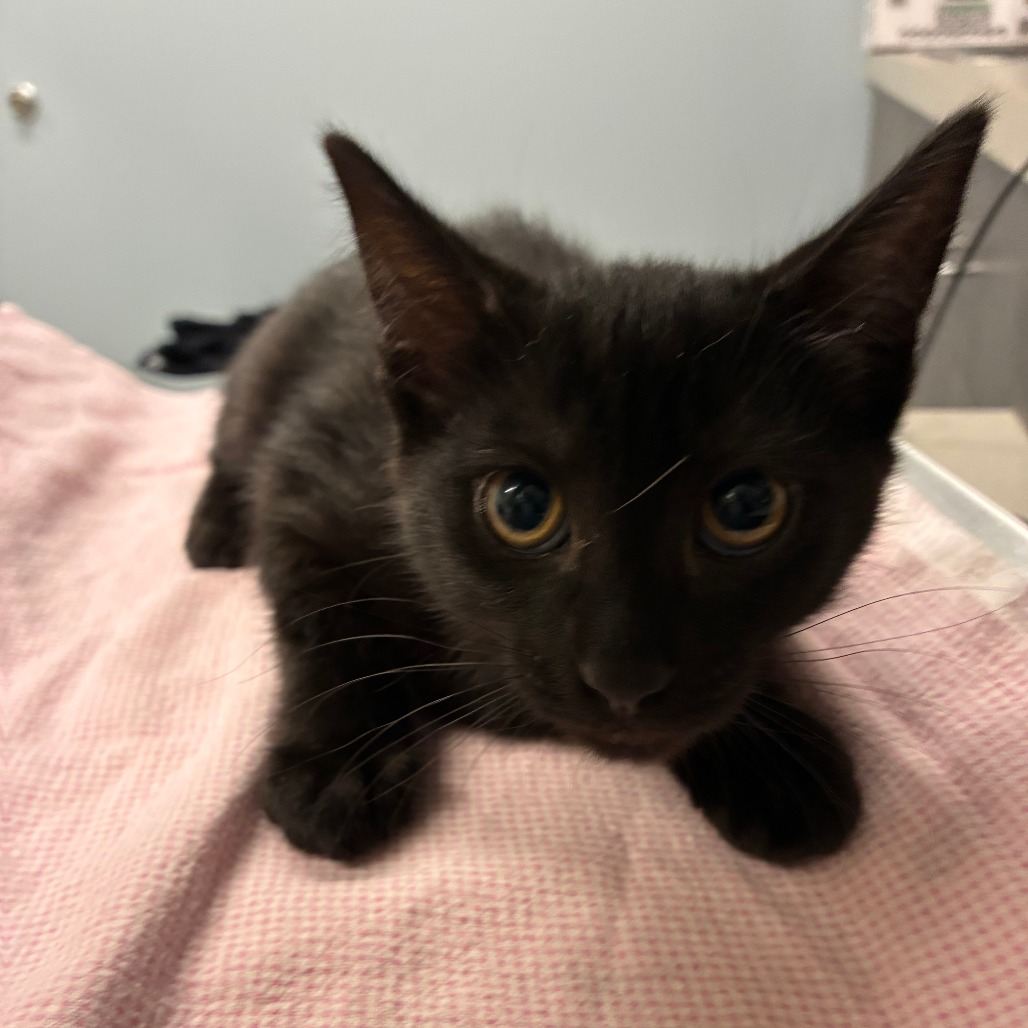 Shelter Stray Female Cat last seen , 1013 Garfield St, Oak Park, IL 60304, USA