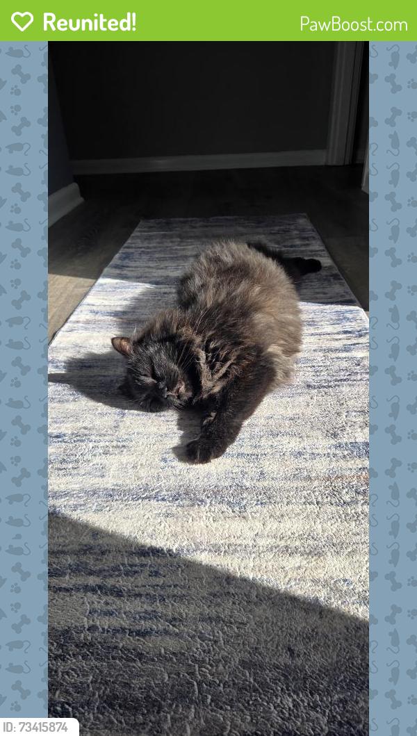 Reunited Female Cat last seen Del Webb, Wilmington, NC 28412