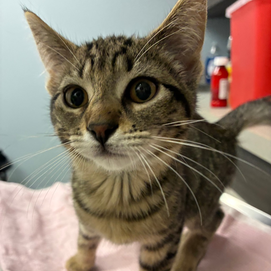 Shelter Stray Female Cat last seen , 1013 Garfield St, Oak Park, IL 60304, USA
