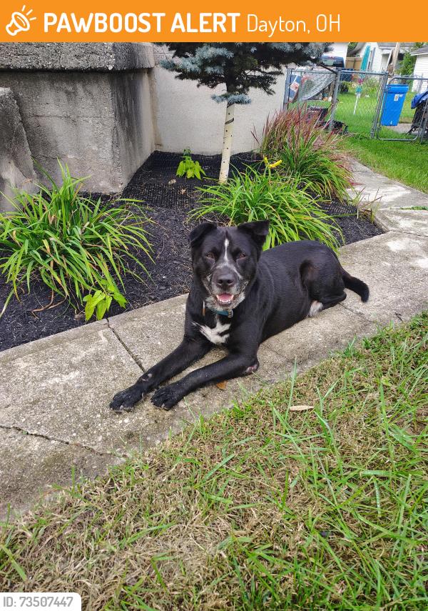 Found/Stray Male Dog last seen Main and siebenthaler main and siebenthaler main and siebenthaler, Dayton, OH 45405