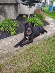 Found/Stray Male Dog last seen Main and siebenthaler main and siebenthaler main and siebenthaler, Dayton, OH 45405