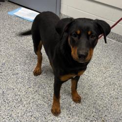 Shelter Stray Female Dog last seen , 328 Furman Hall Rd, Greenville, SC 29609, USA