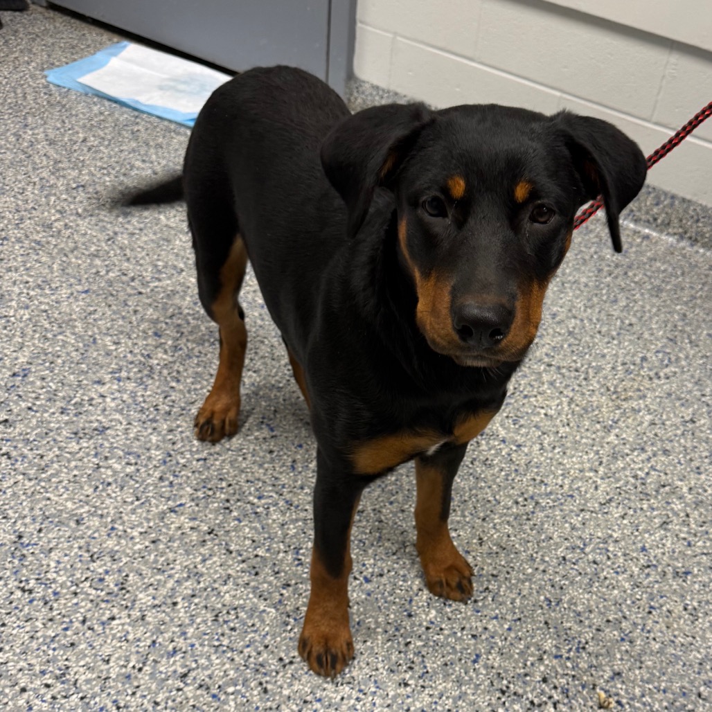 Shelter Stray Female Dog last seen , 328 Furman Hall Rd, Greenville, SC 29609, USA