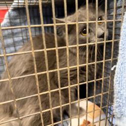 Shelter Stray Unknown Cat last seen , 980 Guilford College Rd, Greensboro, NC 27409, USA