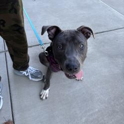 Shelter Stray Male Dog last seen , 980 Guilford College Rd, Greensboro, NC 27409, USA