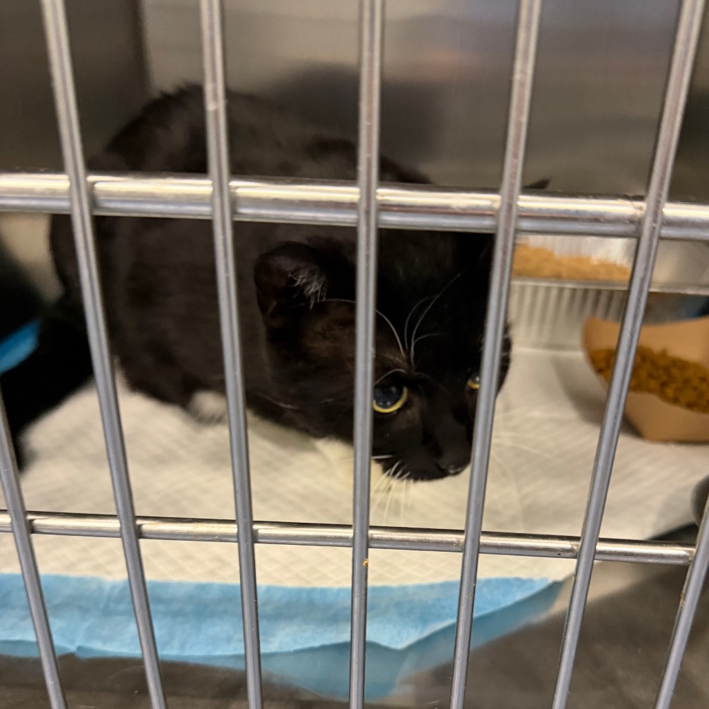 Shelter Stray Female Cat last seen , 980 Guilford College Rd, Greensboro, NC 27409, USA