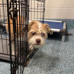 Shelter Stray Male Dog last seen , 980 Guilford College Rd, Greensboro, NC 27409, USA