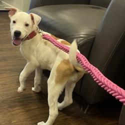 Shelter Stray Female Dog last seen , 2700 Walnut Pl, St. Louis, MO 63103, USA