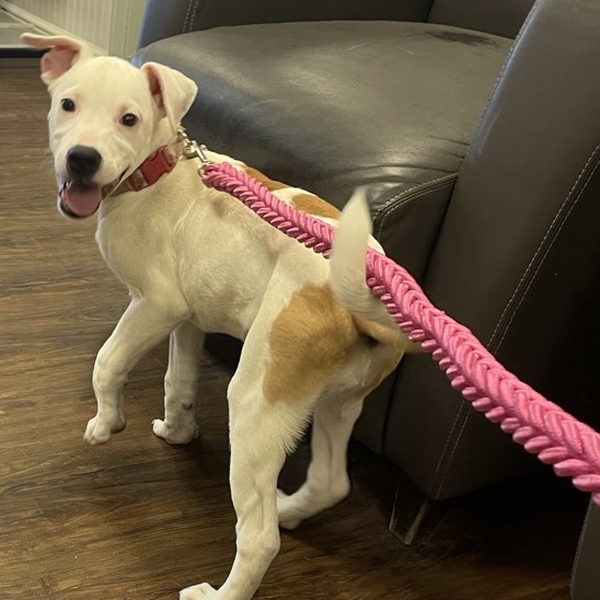 Shelter Stray Female Dog last seen , 2700 Walnut Pl, St. Louis, MO 63103, USA
