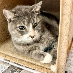 Shelter Stray Male Cat last seen , Animal Care & Control Team of Philly, 111 W Hunting Park Ave, Philadelphia, PA 19140, USA
