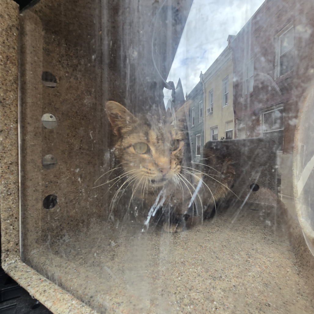 Shelter Stray Female Cat last seen , Animal Care & Control Team of Philly, 111 W Hunting Park Ave, Philadelphia, PA 19140, USA