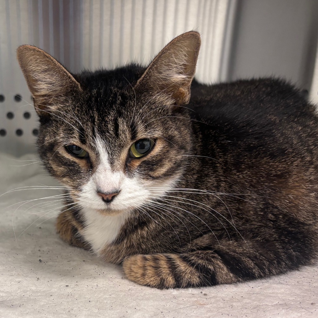 Shelter Stray Unknown Cat last seen , 3428 S Jenkins Ave, Norman, OK 73072, USA