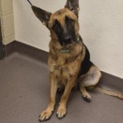 Shelter Stray Male Dog last seen , 3428 S Jenkins Ave, Norman, OK 73072, USA