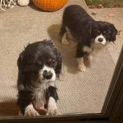 Shelter Stray Male Dog last seen , 2608 Center St, Tacoma, WA 98409, USA