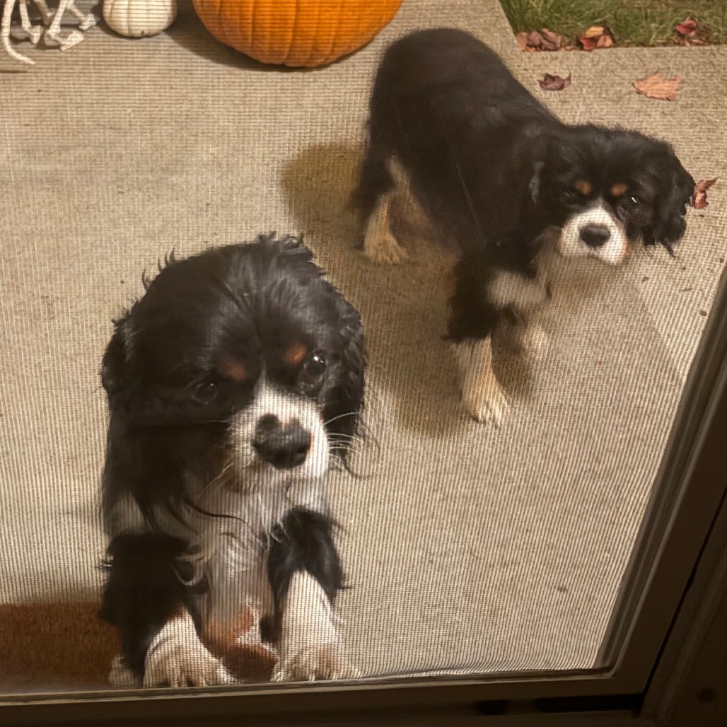 Shelter Stray Male Dog last seen , 2608 Center St, Tacoma, WA 98409, USA