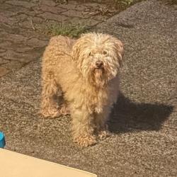 Shelter Stray Male Dog last seen , 2608 Center St, Tacoma, WA 98409, USA