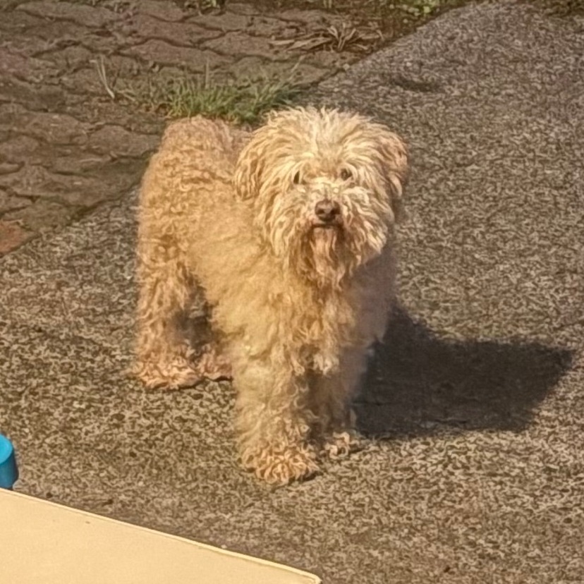Shelter Stray Male Dog last seen , 2608 Center St, Tacoma, WA 98409, USA