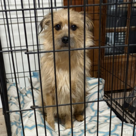 Shelter Stray Male Dog last seen , 2608 Center St, Tacoma, WA 98409, USA