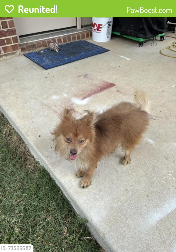 Reunited Male Dog last seen Iron Ore Trail and Lead Creek, Fort Worth, TX 76131