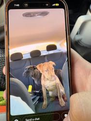 Lost Male Dog last seen Wingadee, Inman, SC 29349