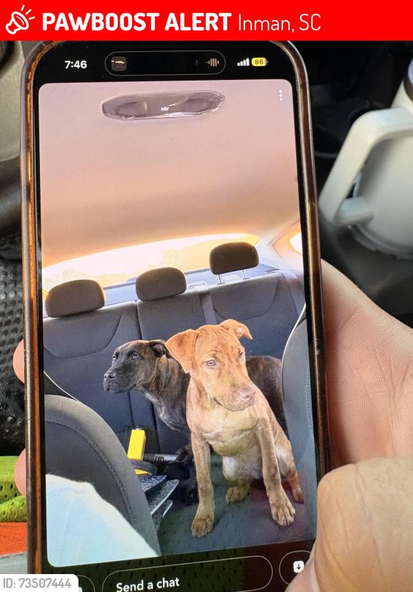 Lost Male Dog last seen Wingadee, Inman, SC 29349