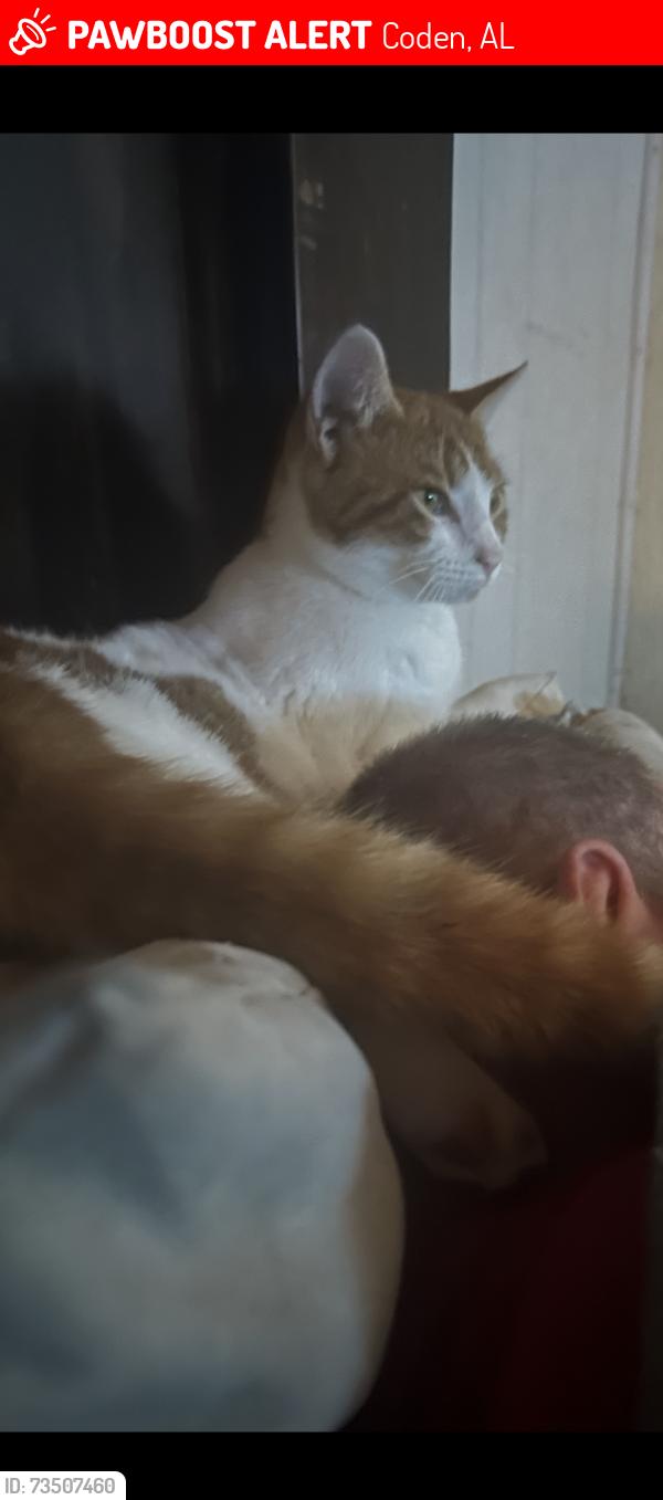 Lost Female Cat last seen Dollar general in Coden, Coden, AL 36523