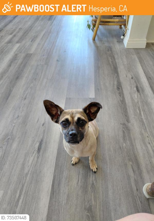 Found/Stray Female Dog last seen Cottonwood and Maple, Hesperia, CA 92392