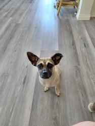 Found/Stray Female Dog last seen Cottonwood and Maple, Hesperia, CA 92392