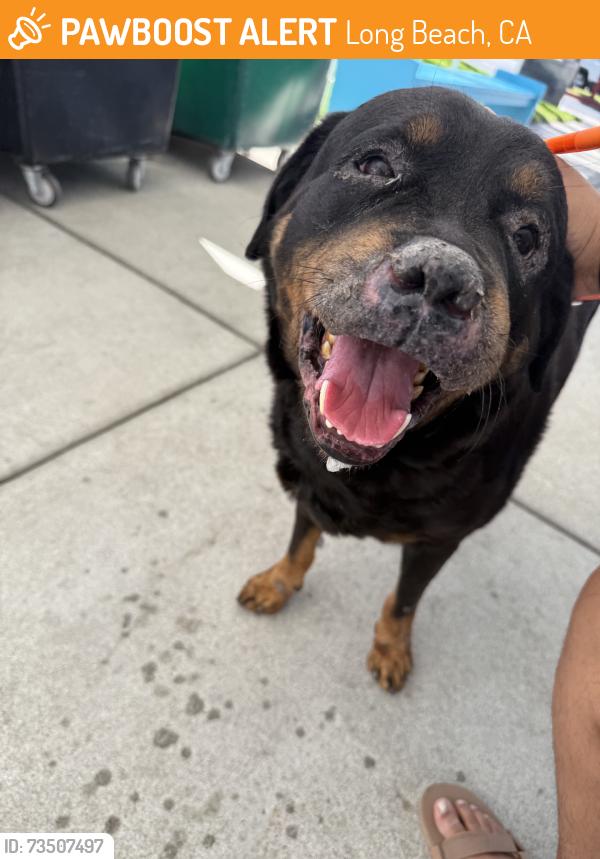 Found/Stray Male Dog last seen dropped off at the Long Beach Animal Care Services, Long Beach, CA 90815