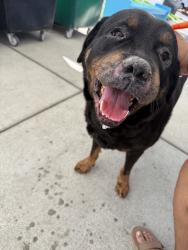 Found/Stray Male Dog last seen dropped off at the Long Beach Animal Care Services, Long Beach, CA 90815