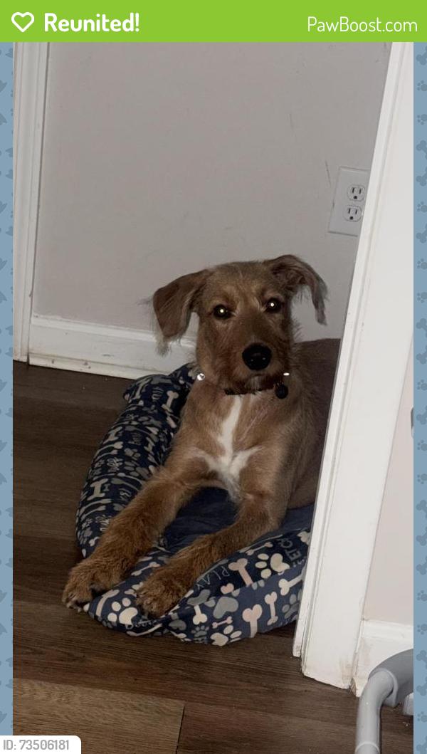 Reunited Male Dog last seen Near Triangle Automotive Repair, Waynesville, NC 28786