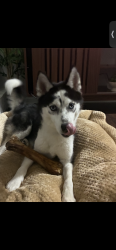 Lost Female Dog last seen Winslow Ave and Amhearst Ln, Flower Mound, TX 75028