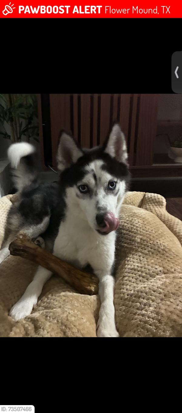 Lost Female Dog last seen Winslow Ave and Amhearst Ln, Flower Mound, TX 75028