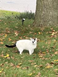 Found/Stray Unknown Cat last seen Lutheran high school, Royalton Township, MI 49085