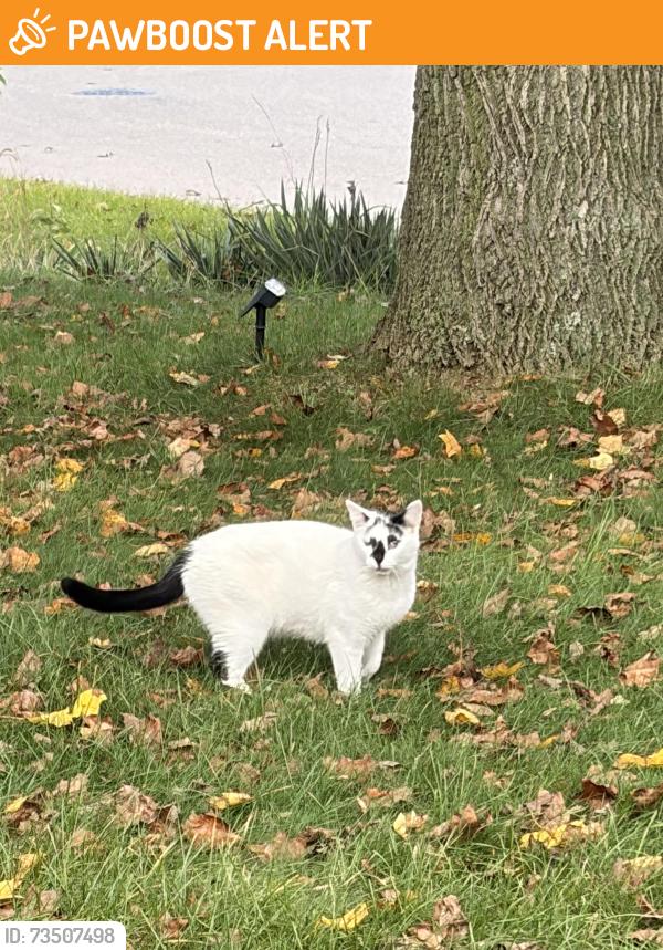 Found/Stray Unknown Cat last seen Lutheran high school, Royalton Township, MI 49085