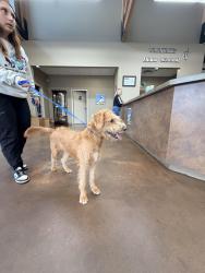 Reunited Female Dog last seen Yukon Hills Animal hosp, Yukon, OK 73099