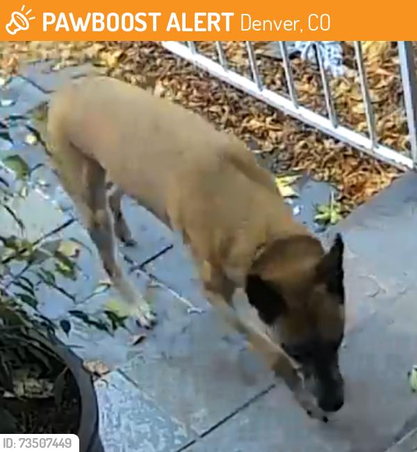 Found/Stray Unknown Dog last seen s. Hillcrest Dr & Jersey st, Denver, CO 80237