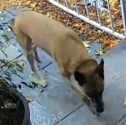 Found/Stray Unknown Dog last seen s. Hillcrest Dr & Jersey st, Denver, CO 80237