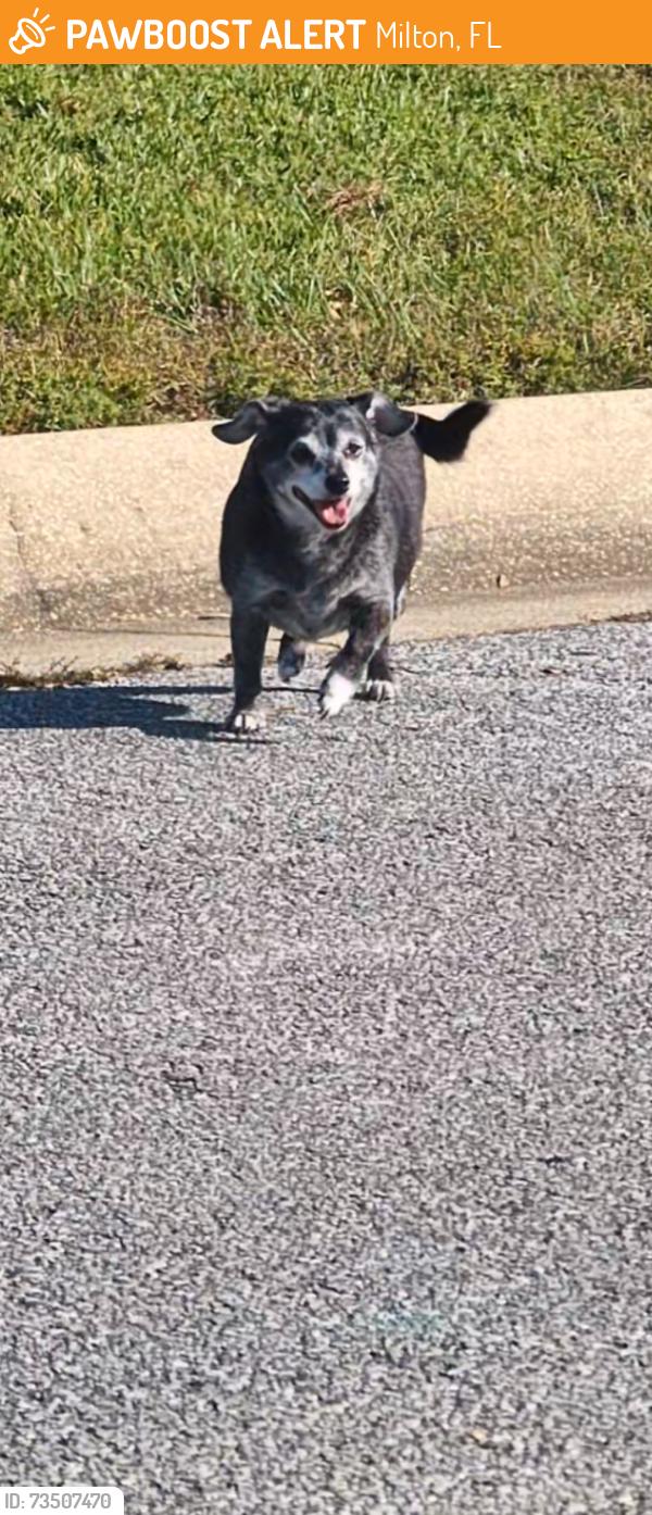 Found/Stray Unknown Dog last seen Ventura ests, Milton, FL 32583