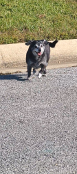 Found/Stray Unknown Dog last seen Ventura ests, Milton, FL 32583