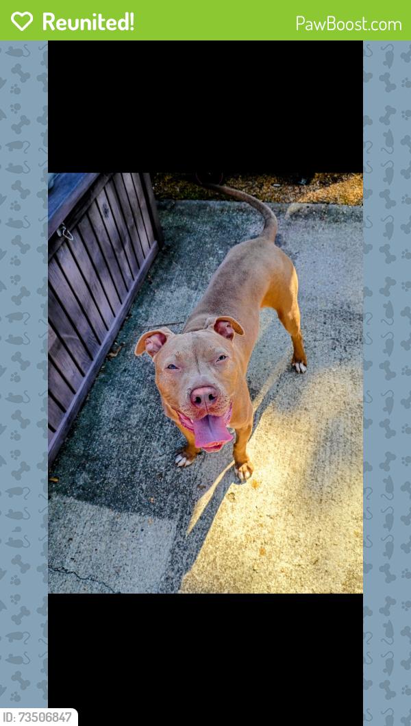 Reunited Unknown Dog last seen Jansen, magic hallow blvd, Virginia Beach, VA 23453