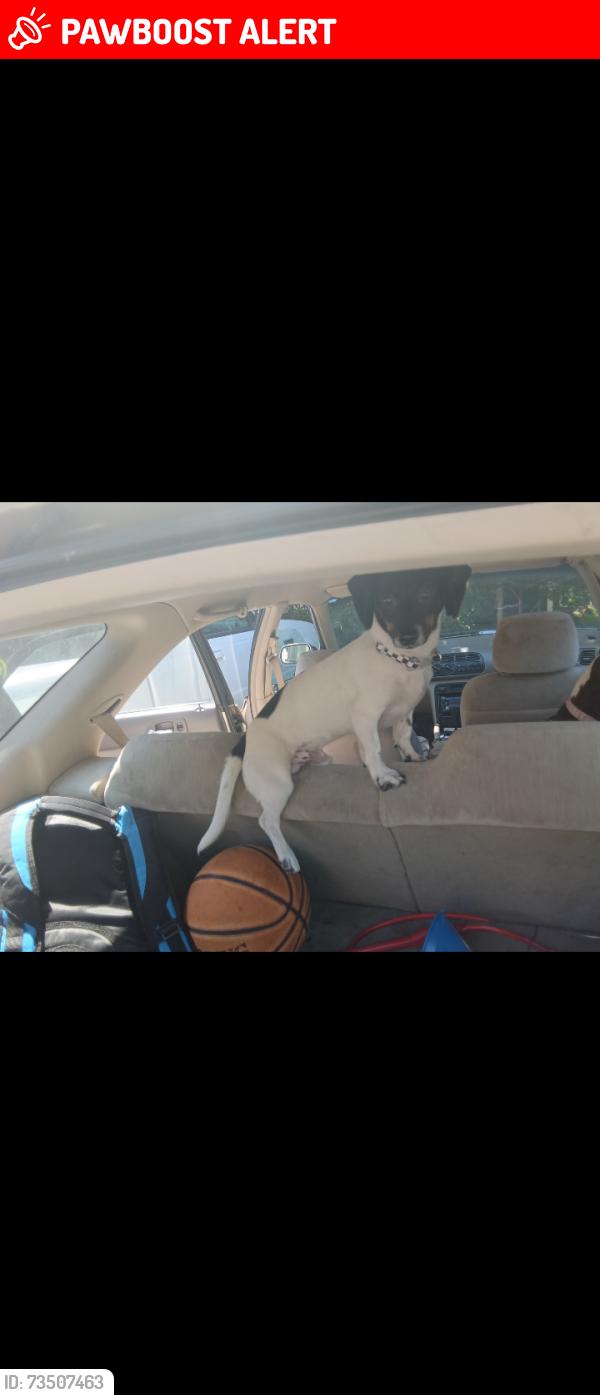 Lost Male Dog last seen 82nd and SE Monterey through Harmony by the McDonald's and Stereo King, Clackamas County, OR 97086